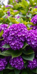 Vibrant purple hydrangea bush in full bloom with large green leaves, botanical, hydrangea