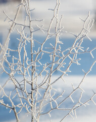 A tree covered in frosty branches and snow