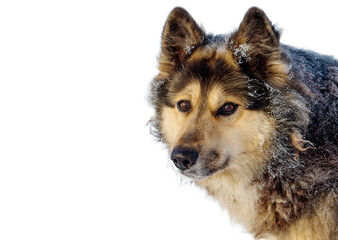 A dog with a brown and black coat is standing in the snow