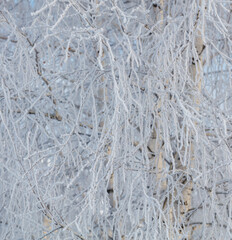 A tree covered in snow with frost on the branches