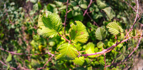 A close-up of green leaves on a thorny branch, showcasing vibrant textures and details. The background is filled with lush foliage, enhancing the natural setting. Selective focus.