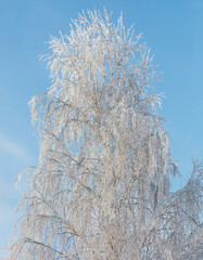 A tree covered in snow with a blue sky in the background