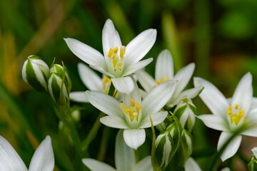 清楚でかわいいオオアマナ