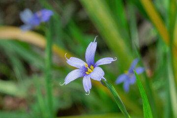 特徴的な形の薄紫の花びらを持つニワゼキショウ