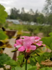 Stunning close-up of a bee on a pink flower. Perfect for nature photography, wildlife blogs, or garden-themed designs.