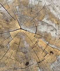 Fototapeta premium The image is a close up of a tree trunk with a lot of cracks and grooves