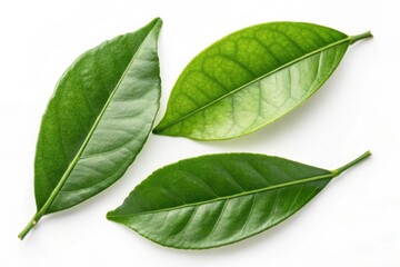 Obraz premium Green citrus leaves isolated on white background