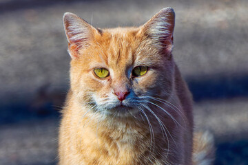 Close-up of a domestic cat's head
