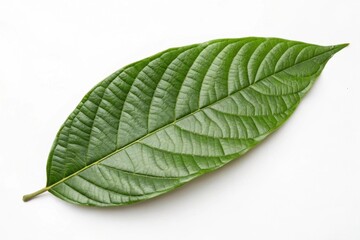 Obraz premium Green cocoa leaf isolated on a white background