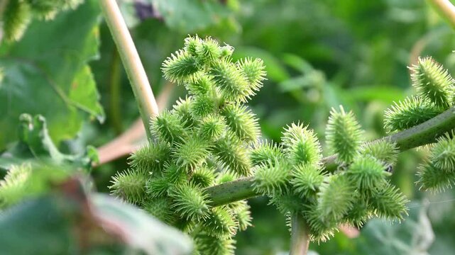 Xanthium strumarium (rough cocklebur, Noogoora burr, clotbur, common cocklebur, large cocklebur, woolgarie bur) herbs plants.