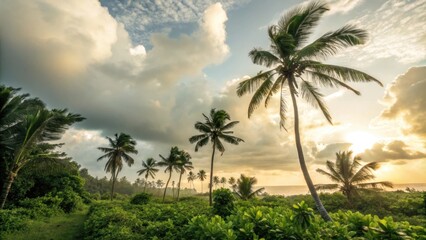 Palm trees in summer and blue sky cloudy and beautiful light
