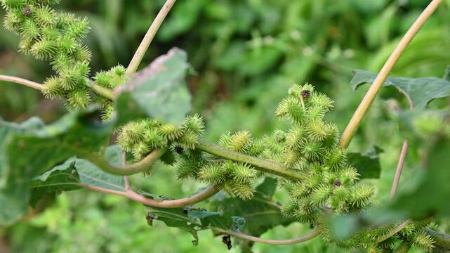 Xanthium strumarium (rough cocklebur, Noogoora burr, clotbur, common cocklebur, large cocklebur, woolgarie bur) herbs plants.