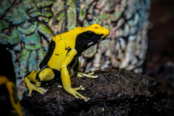 poison frog or dart frog with bright vivid colors