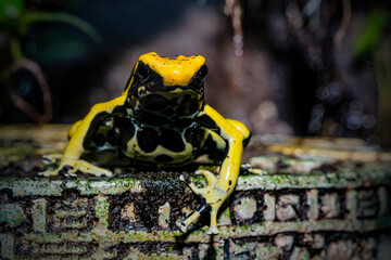 poison frog or dart frog with bright vivid colors