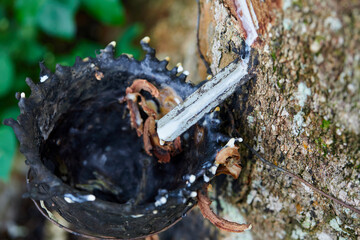 A rusty bowl holds the latex that flows from the rubber tree