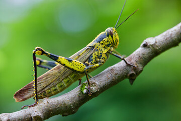 Close-up view of grasshopper on branch