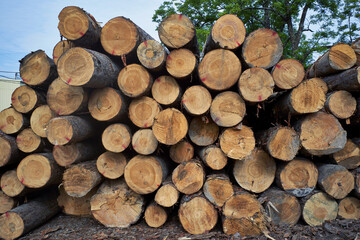 Lumber yard of a basket factory