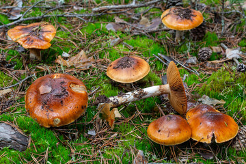 Cortinarius mucosus. Cluster of orange webcap mushrooms in coniferous forest.