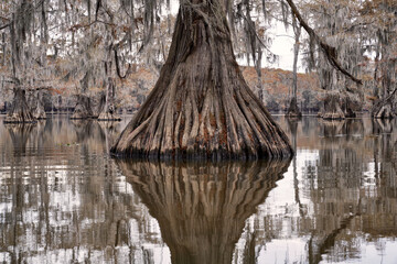 Grand Cypress tree truck raising from the swamp