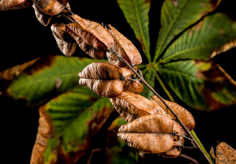 Koelreuteria paniculata or goldenrain tree on a black background