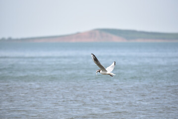 A seagull soaring above the tranquil waters