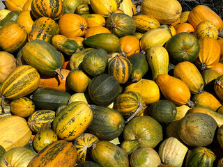 Pumpkins of different varieties at the market