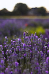 Lavender flowers on the field