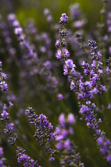 Obraz premium Lavender flowers on the field