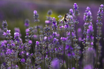 Fototapeta premium Lavender flowers on the field