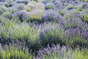 Obraz premium Lavender flowers on the field