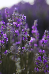 Lavender flowers on the field