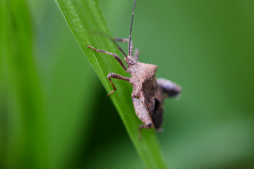 Close-up view of insect on leaf