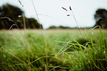 Close-up of grass in a windy field