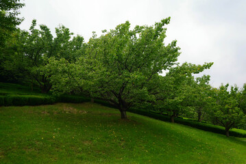 Green spreading tree in the park, Shandong province, China