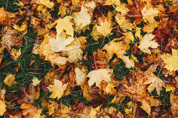 Yellow orange and red leaves laying in the grass in the rain