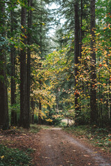 Dirt road through the tall trees in the fall
