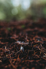 Tiny mushroom growing on the forest floor in the PNW