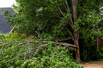 Bradford Pear trees with a large broken branch.