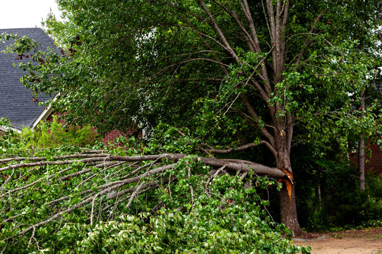 Bradford Pear trees with a large broken branch.