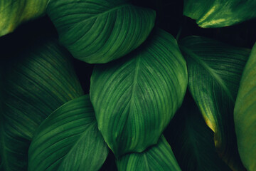 leaves of Spathiphyllum cannifolium, abstract green texture, nature background, tropical leaf.