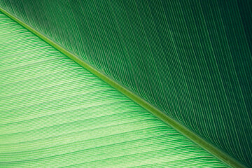 abstract tropical leaf textures on dark tone, natural green background.