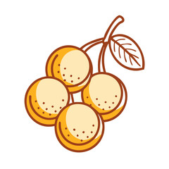 longan icon, fruits vector icon - simple vector illustration of a longan, in a simple and clean style, suitable for food and health themes. fruits flat illustration.