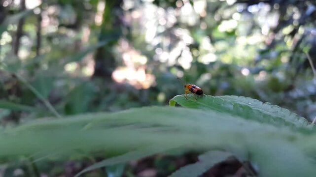 4k view of dendrobium beetle on green leaf. Stethopachys formosa, the orchid beetle, is an Australian insect found in northern New South Wales, Northern Territory and Queensland.