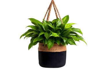 Hanging plant in a woven basket, white isolate background.