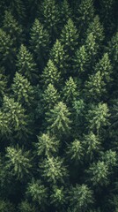 A forest of trees with a lot of green leaves