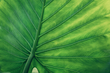 abstract tropical leaf textures on dark tone, natural green background.