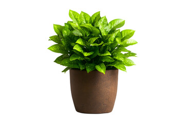 Potted green plant, white isolate background.