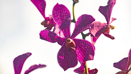 Purple flowering orchid. Beautiful purple orchid flower. Phalaenopsis orchid flower
