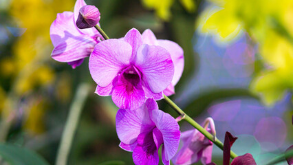 Purple flowering orchid. Beautiful purple orchid flower. Phalaenopsis orchid flower