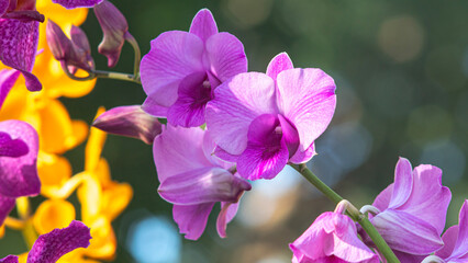 Purple flowering orchid. Beautiful purple orchid flower. Phalaenopsis orchid flower